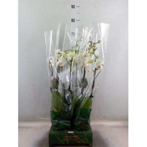 Phalaenopsis   ...