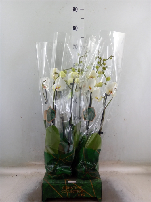 <h4>Phalaenopsis   ...</h4>