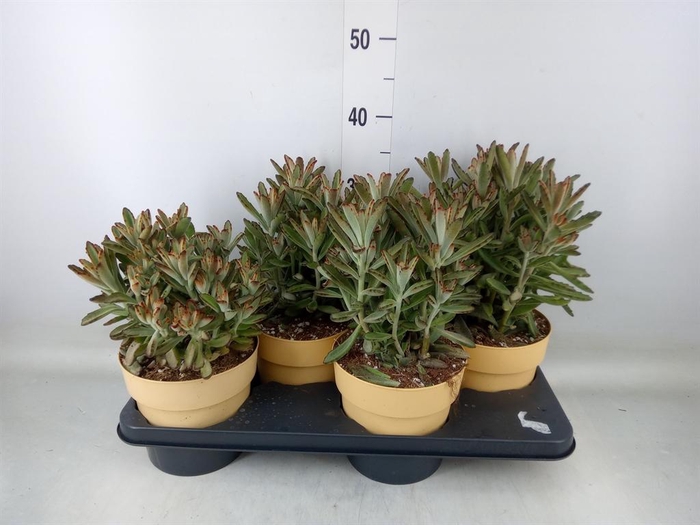 <h4>Kalanchoe NF tomentosa</h4>