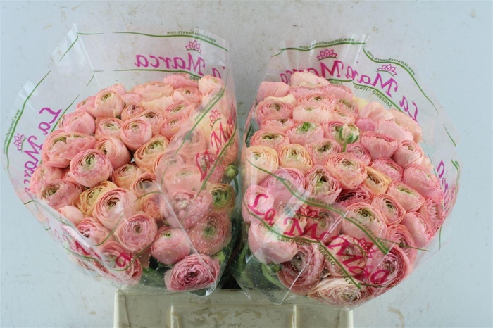 <h4>Ran Kloon Prima Tuareg</h4>