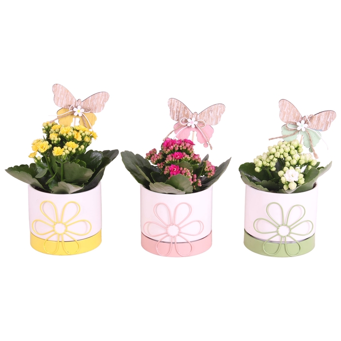 <h4>Opm Summer Arr. Indoor Metal Flowerframe Pot</h4>