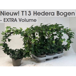 .Hedera helix round shape