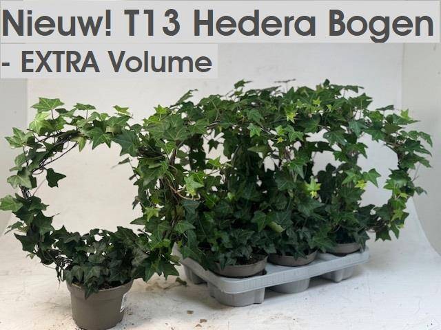 <h4>.Hedera helix round shape</h4>