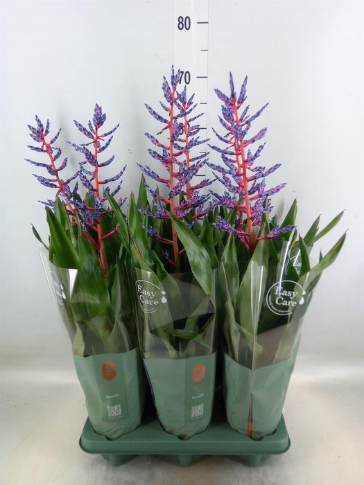 <h4>Aechmea  'Blue Rain'</h4>