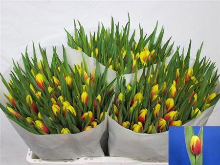 <h4>Tu En Jan Seignette</h4>