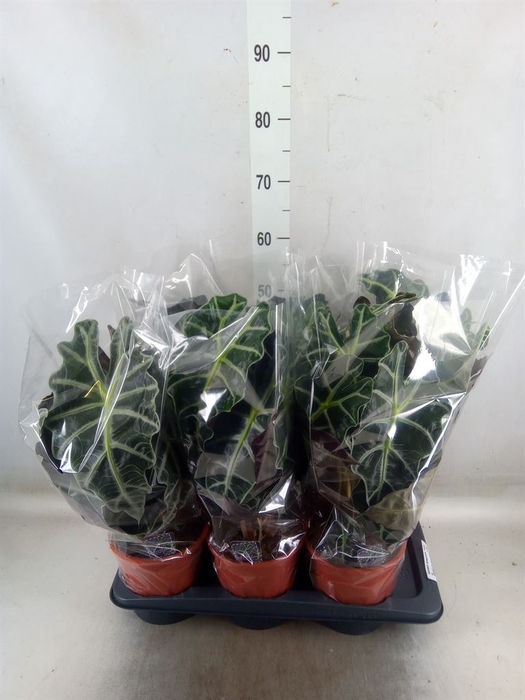<h4>Alocasia amazonica 'Polly'</h4>