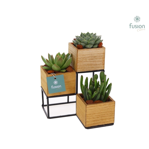 <h4>Tower hout met metaal met Succulenten</h4>