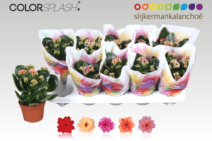 <h4>KAL GE GEM 5 KL</h4>