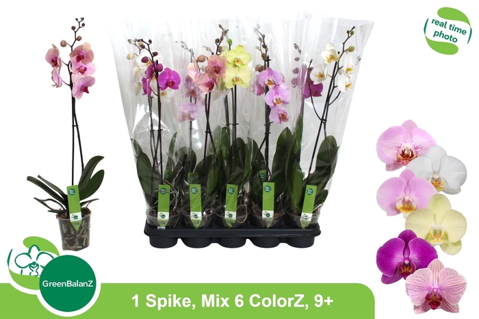 <h4>PHAL GEM 6 KL</h4>