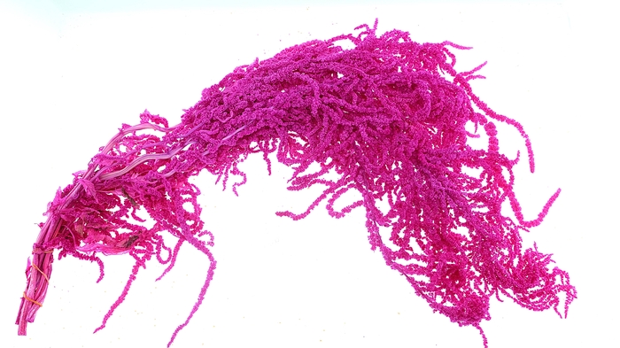 <h4>Dried Bleached Amaranthus Caudatus Cerise</h4>