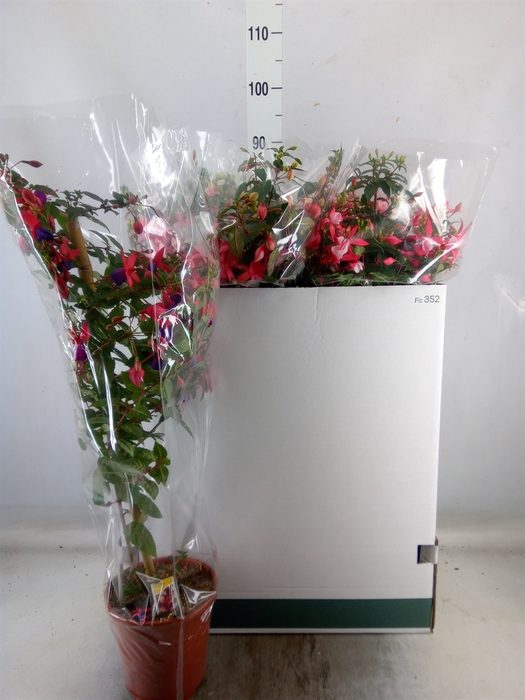 <h4>Fuchsia   ...</h4>