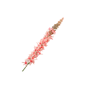 Eremurus Pink
