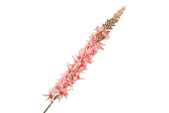 <h4>Eremurus Pink</h4>