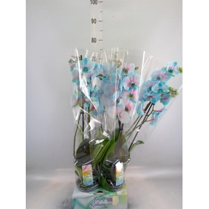 Phalaenopsis   ...