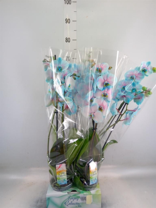 <h4>Phalaenopsis ...</h4>