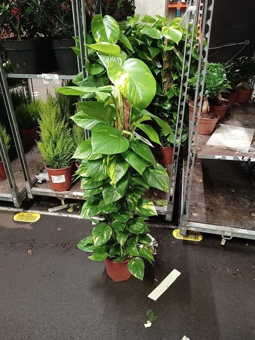 <h4>Epipremnum mosstok</h4>