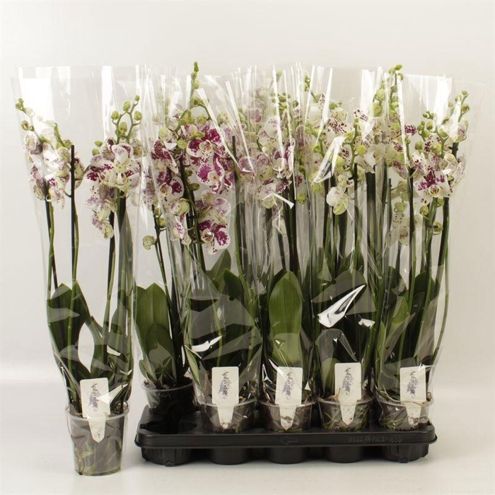 <h4>PHAL AN MARRAKESH</h4>