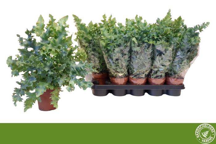 <h4>PHLEBO A DAVANA</h4>