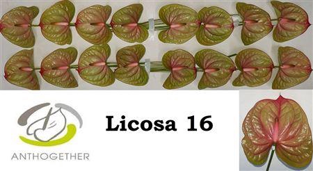 <h4>ANTH A LICOSA 16</h4>