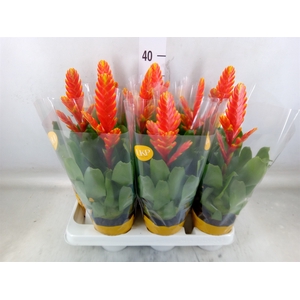Vriesea  'Sparkle'