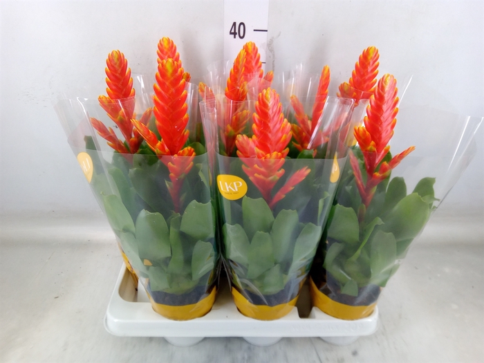 <h4>Vriesea  'Sparkle'</h4>