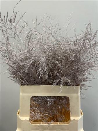 <h4>Treefern Champagne</h4>