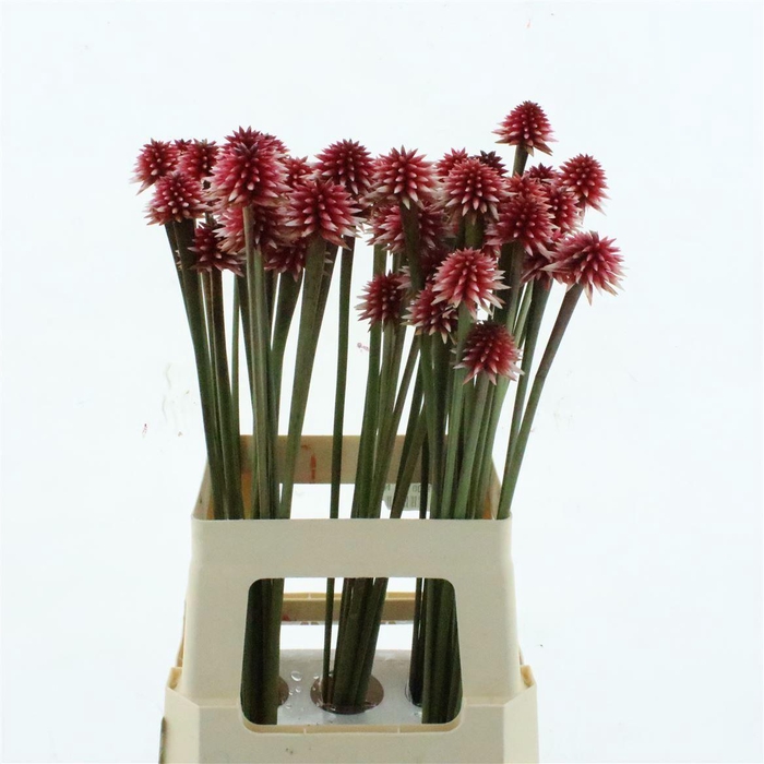 Inirida White Bicolor