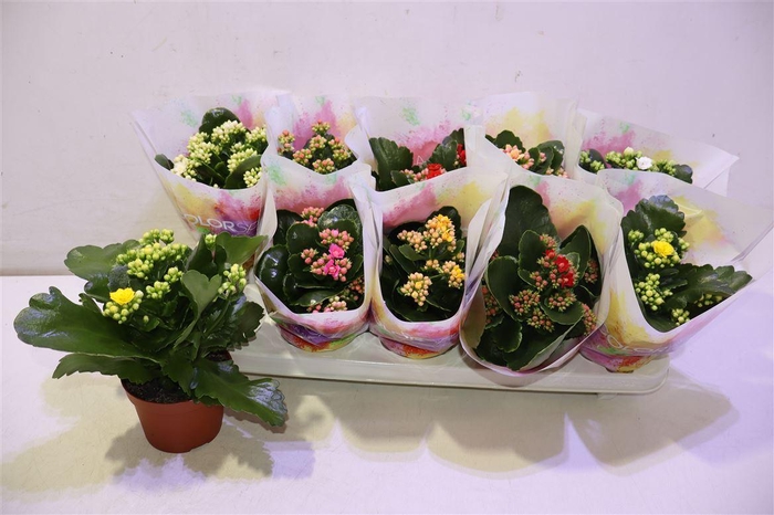 <h4>arr8 Kal Ge Gem</h4>