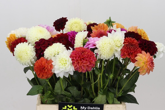 <h4>Dahlia Gemengd in bos</h4>