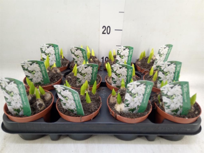 <h4>Scilla siberica</h4>