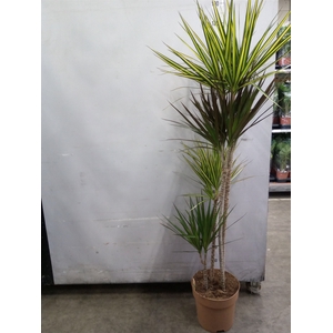Dracaena   ...mix