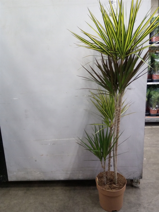 <h4>Dracaena   ...mix</h4>