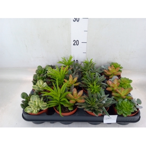 Succulents   ...