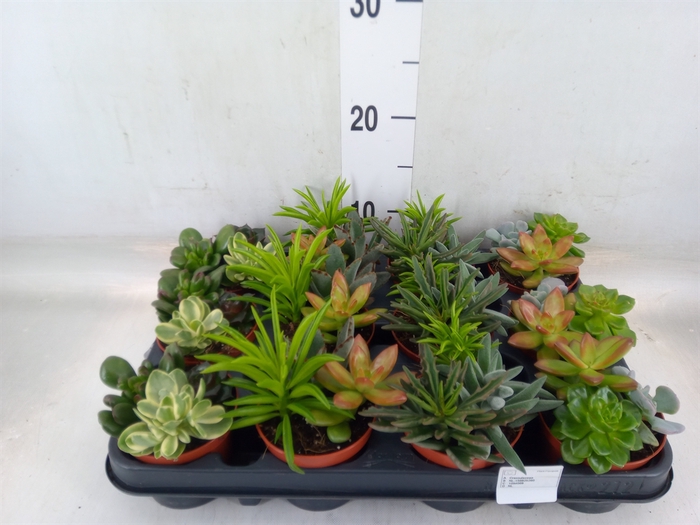 <h4>Succulents   ...</h4>