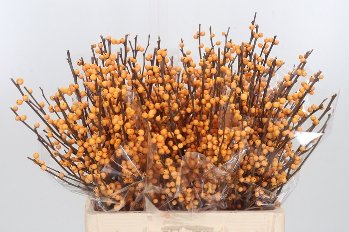 <h4>Ilex Golden Verboom</h4>