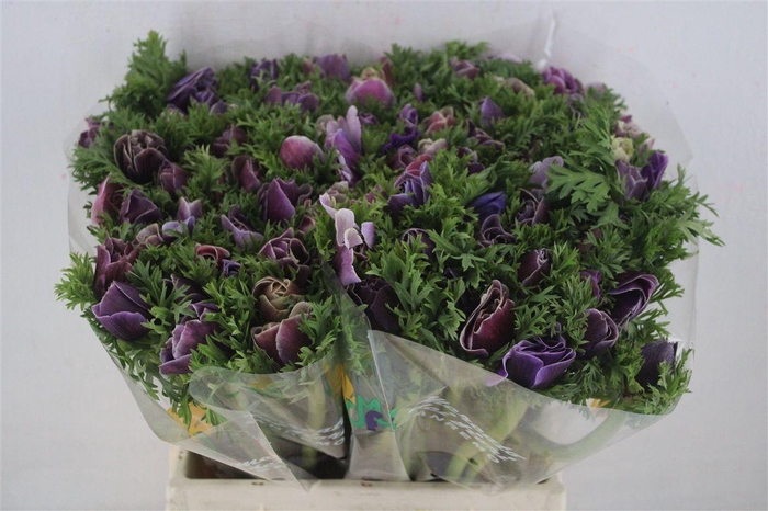 <h4>Anem Mistral Rarity</h4>