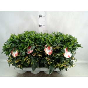 Ardisia crenata 'Bos Premium'