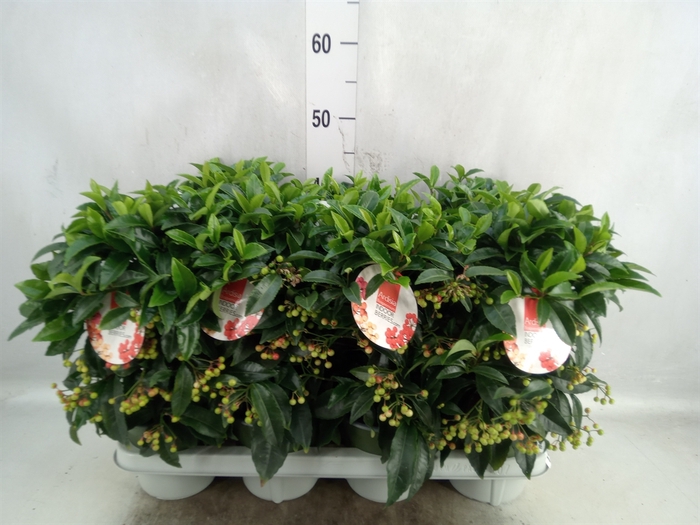 Ardisia crenata 'Bos Premium'