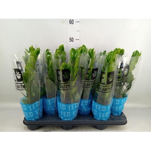 Zamioculcas zamiifolia