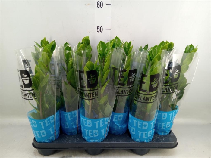 <h4>Zamioculcas zamiifolia</h4>