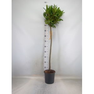 Laurus nobilis