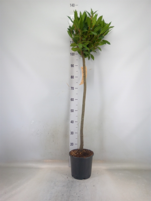 <h4>Laurus nobilis</h4>