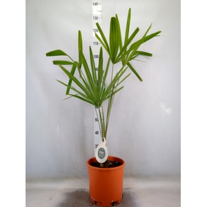 Trachycarpus fortunei