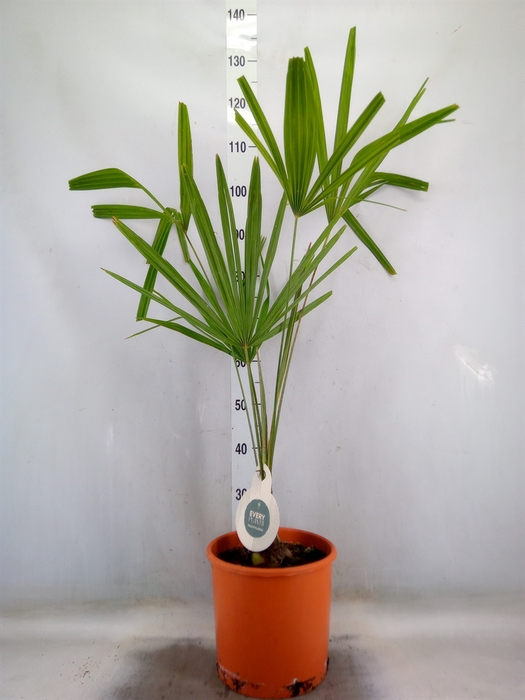<h4>Trachycarpus fortunei</h4>