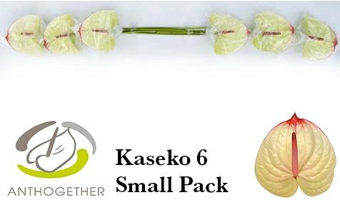 <h4>Anthurium Kaseko</h4>