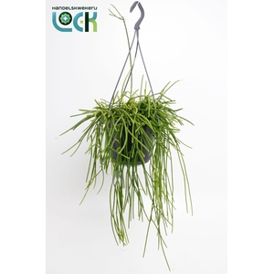 Rhipsalis Pulchra