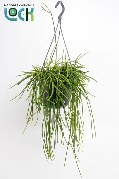 <h4>Rhipsalis Pulchra</h4>