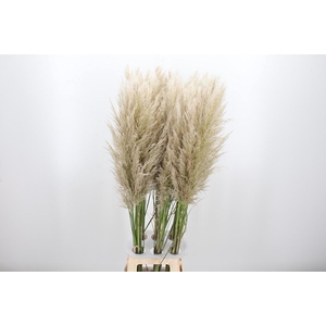 Cortaderia