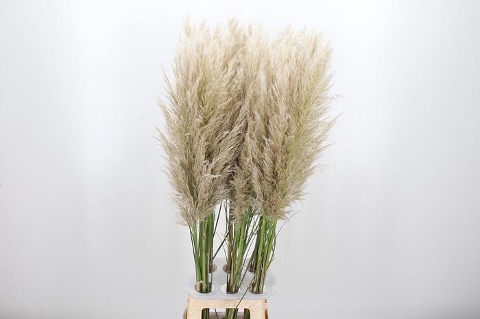 <h4>Cortaderia</h4>