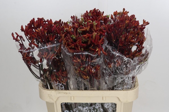 <h4>Kangaroo Paw Early Spring Indoor</h4>